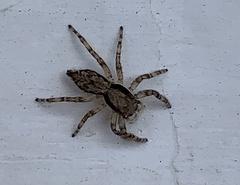 Menemerus bivittatus