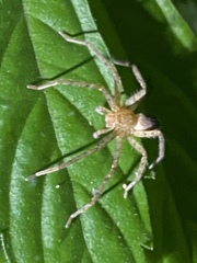 Heteropoda pingtungensis