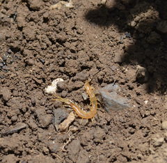 Scolopocryptops gracilis