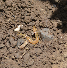 Scolopocryptops gracilis