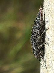 Dicerca tenebrica