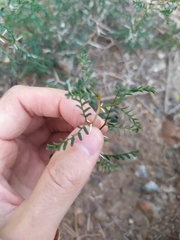 Prosopis strombulifera