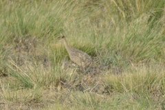 Rhynchotus rufescens