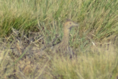 Rhynchotus rufescens