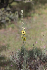 Verbascum rotundifolium