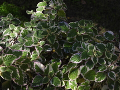 Coleus paniculatus