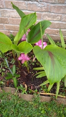Curcuma elata