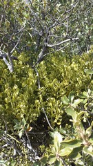 Phoradendron coryae