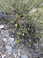 Eremogone macradenia