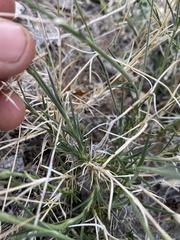 Eremogone macradenia