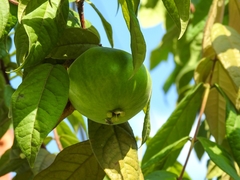 Angiospermae