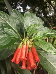 Iochroma fuchsioides