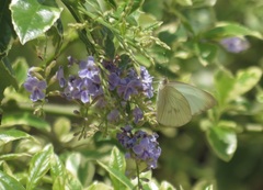 Ascia monuste monuste