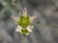 Eremogone macradenia