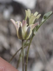 Eremogone macradenia