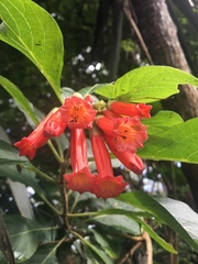 Iochroma fuchsioides