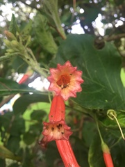 Iochroma fuchsioides