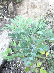 Notobubon galbanum