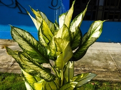 Dieffenbachia