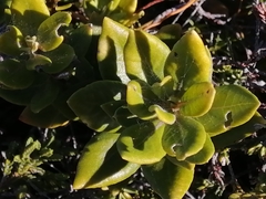 Tylecodon paniculatus