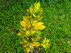 Codiaeum variegatum pictum