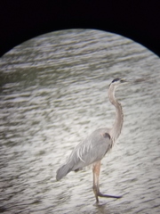 Ardea herodias