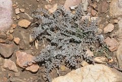 Astragalus leucolobus