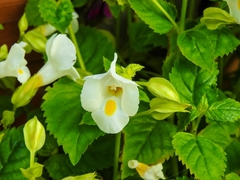 Angiospermae