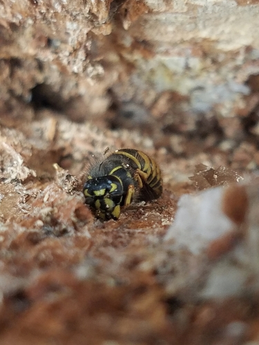 American Yellowjacket