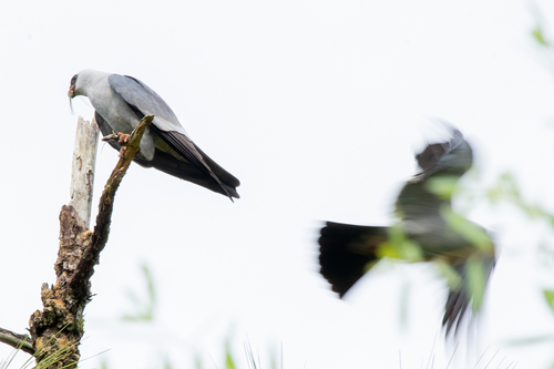 Ictinia mississippiensis image
