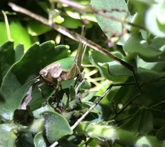 Thoracistus viridifer