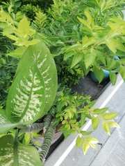 Hypoestes phyllostachya
