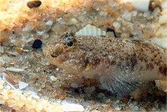 Favonigobius lateralis