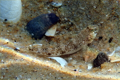 Favonigobius lateralis