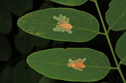 Locust Digitate Leafminer Moth