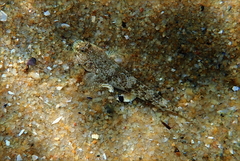 Favonigobius lateralis