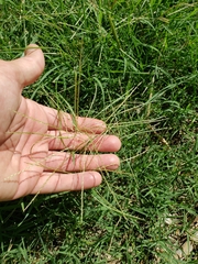 Chloris andropogonoides