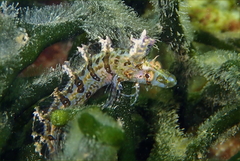 Longnose Weedfish photo 2
