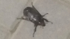 Coleoptera