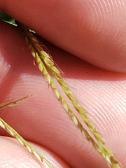 Chloris andropogonoides