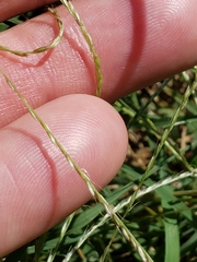 Chloris andropogonoides