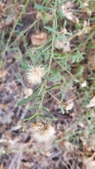 Baccharis plummerae