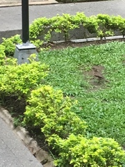 Turdus ignobilis