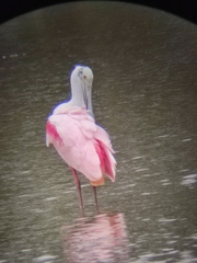 Platalea ajaja