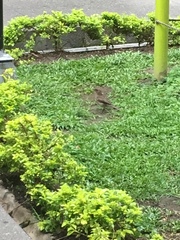Turdus ignobilis
