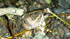 Sphaerotheca breviceps