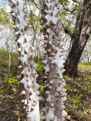 Zanthoxylum setulosum