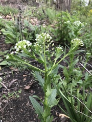 Thlaspi arvense