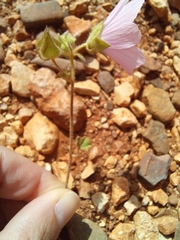 Malva hispanica