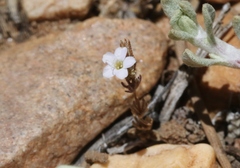 Leptosiphon breviculus